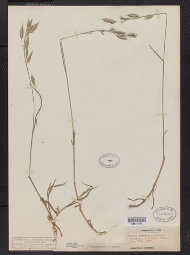 Bromus commutatus