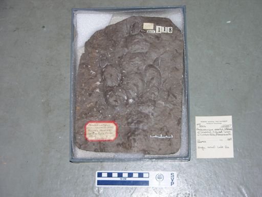 Anchisauripus exsertus