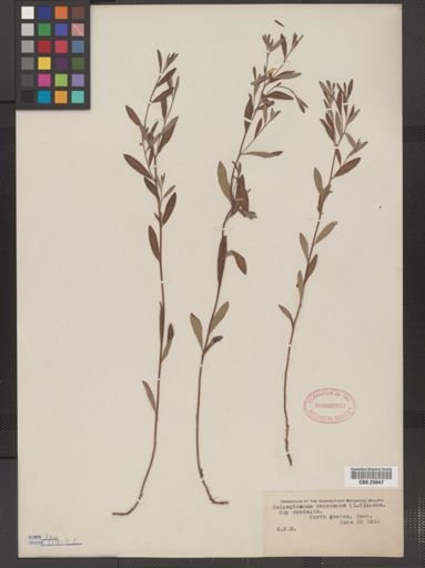 Helianthemum canadense