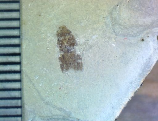 undet. Hemiptera
