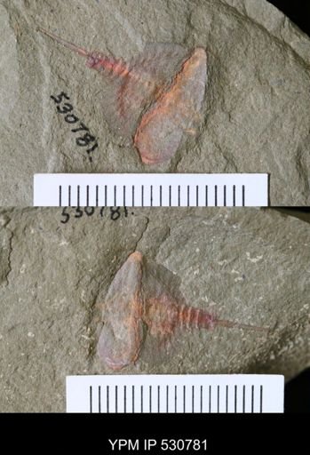 undet. Xiphosurida