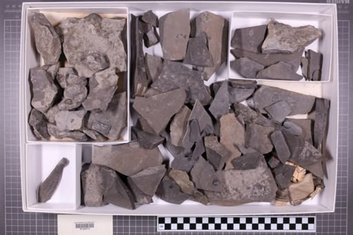 mixed taxa, stratigraphic collection