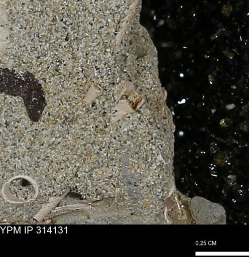 undet. Scaphopoda