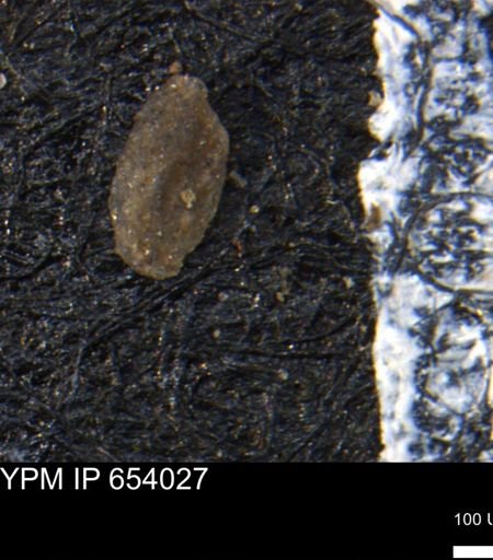 Miliammina manitobensis