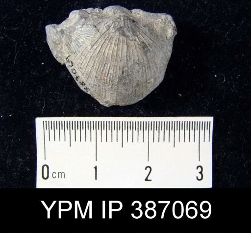 Stropheodonta inaequistriata