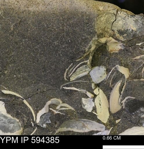 Protocardia sp.