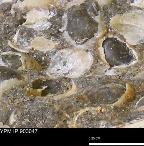 Corbulamella?