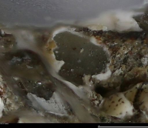 Corbulamella gregaria