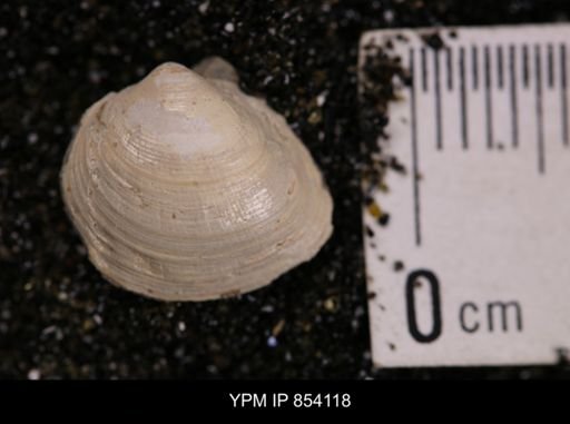 Limopsis striatopunctatus