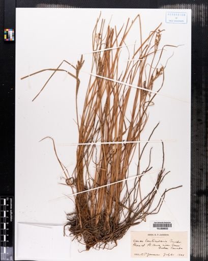 Carex lenticularis