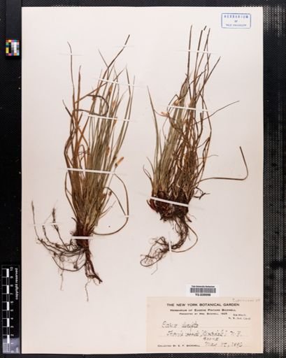 Carex