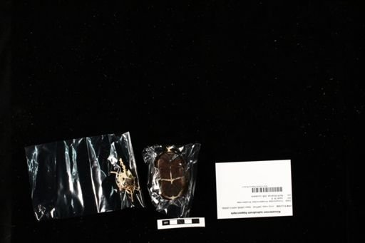 Kinosternon subrubrum hippocrepis