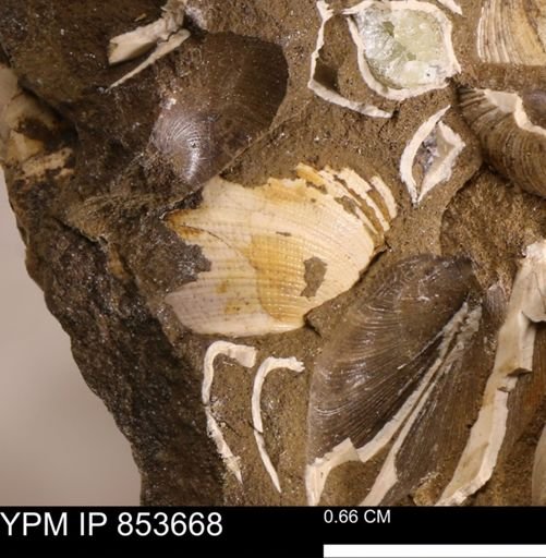 Parallelodon?