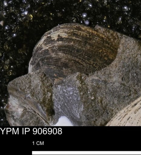 Limopsis striatopunctatus