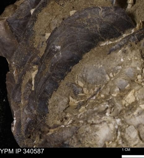 Ostrea glabra