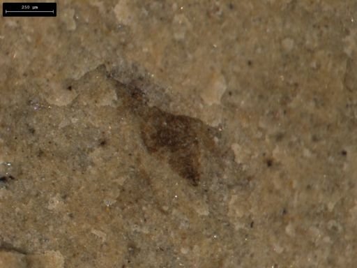 taxon undetermined