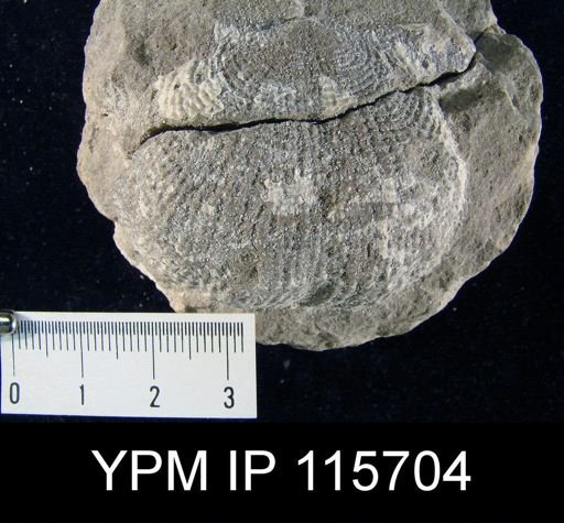 Dictyoclostus sp.