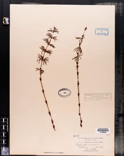 Equisetum sylvaticum