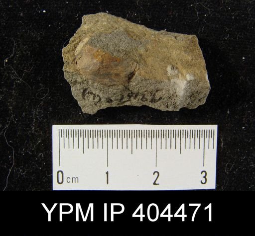 Brachiopoda