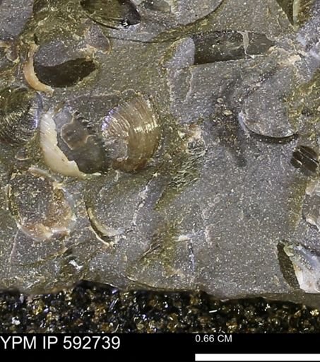 undet. Bivalvia