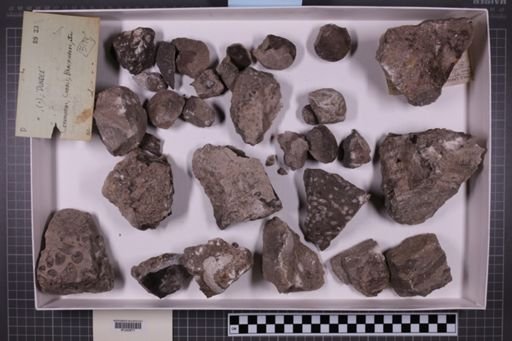 mixed taxa, stratigraphic collection