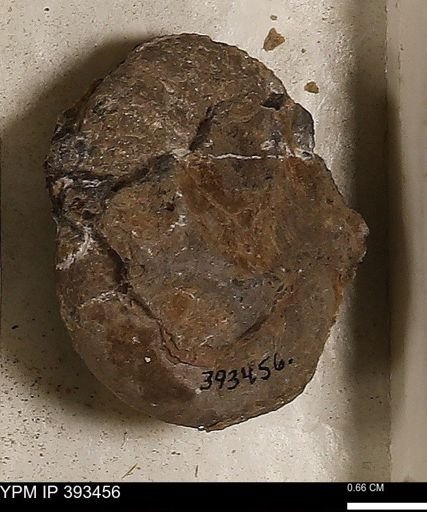 Scaphites sp.