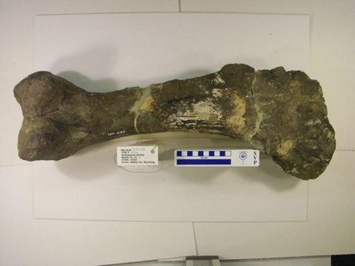 Nodosaurus textilis