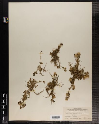 Plantae