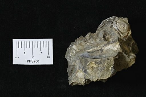 Inoceramus