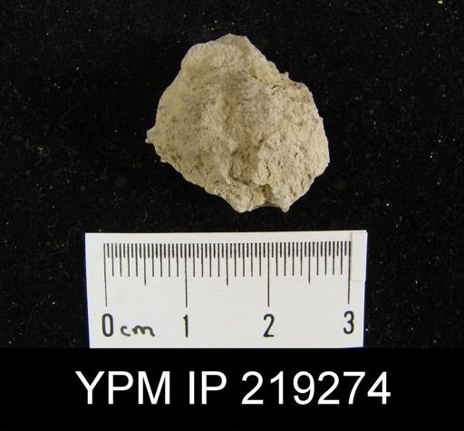 Marginifera hystricula