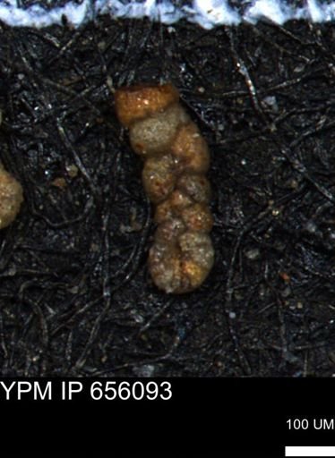 Ammobaculoides whitneyi