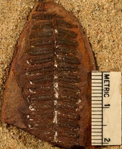 Pecopteris