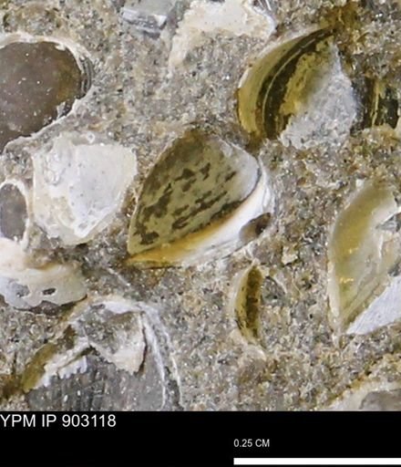 Corbulamella sp.