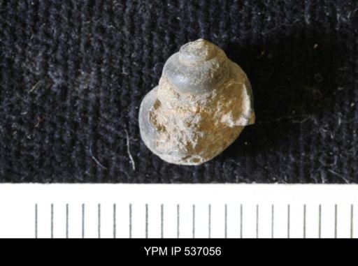 Viviparus montanaensis
