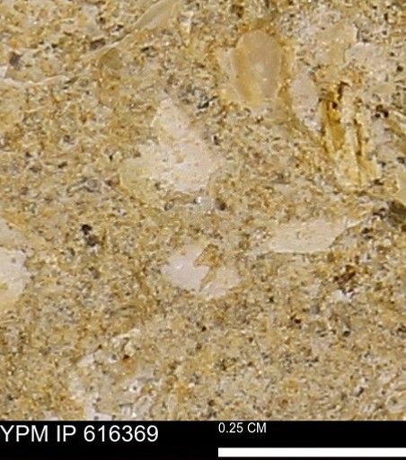 Protocardia subquadrata