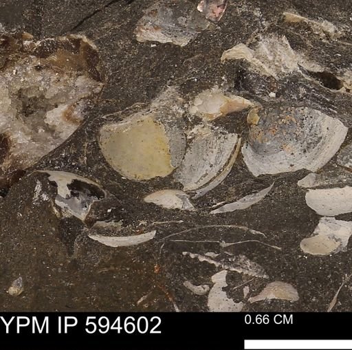 Protocardia sp.