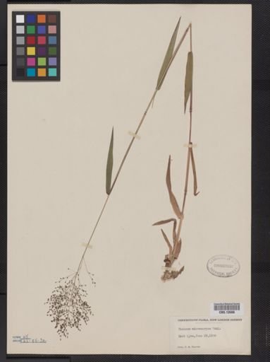 Panicum microcarpon