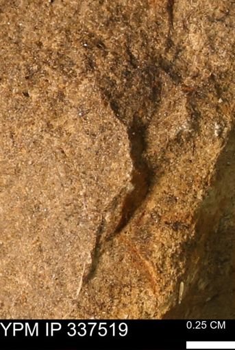 Mollusca