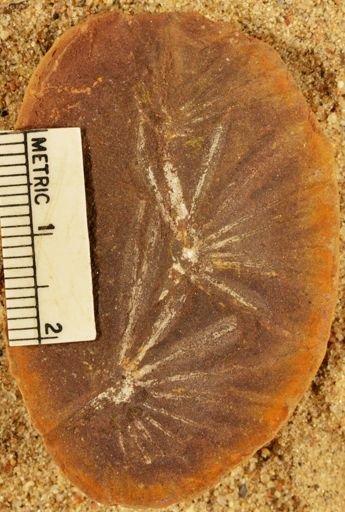 Annularia radiata