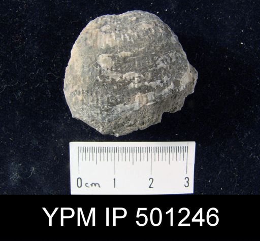 Pustula nebrascensis