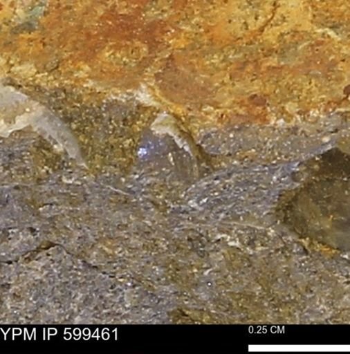 Protocardia subquadrata