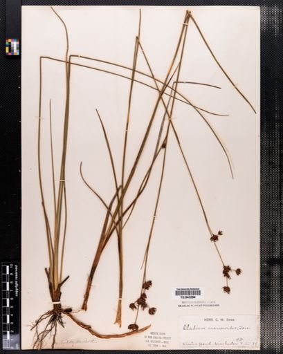 Cladium mariscoides