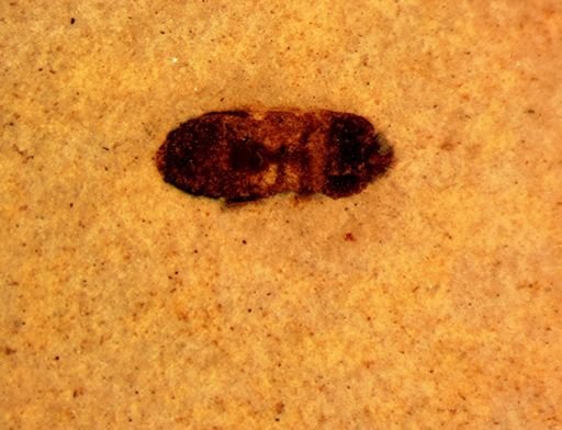 Hymenoptera?