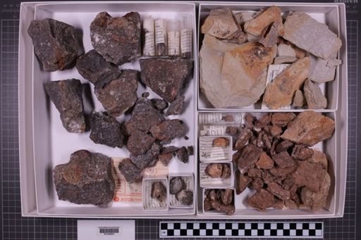 mixed taxa, stratigraphic collection