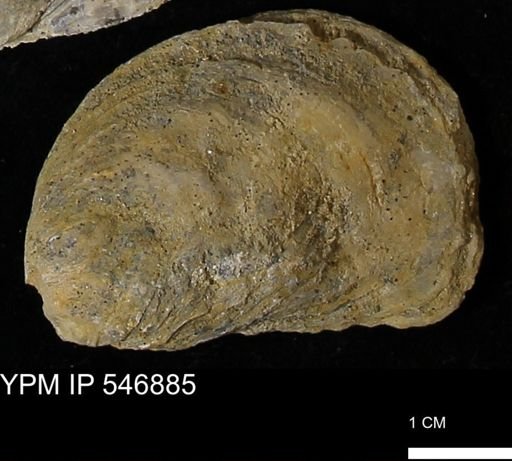 Ostrea virginiana