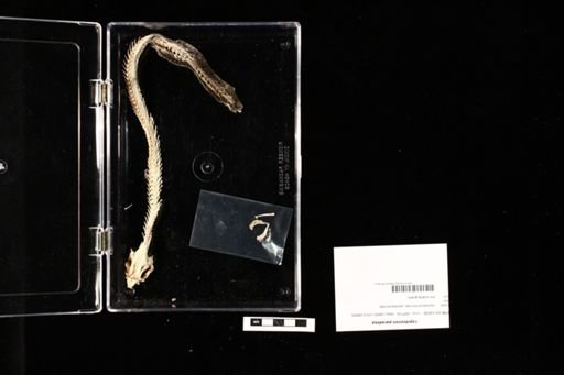 Lepidosiren paradoxa
