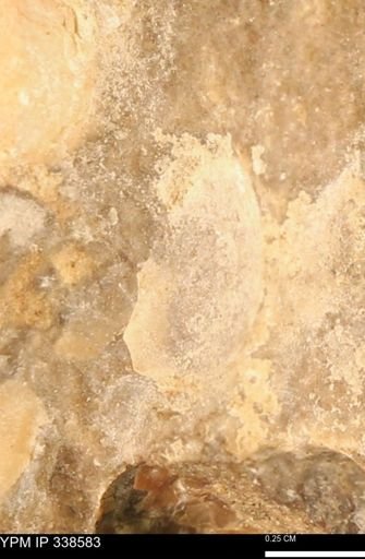 undet. Mollusca