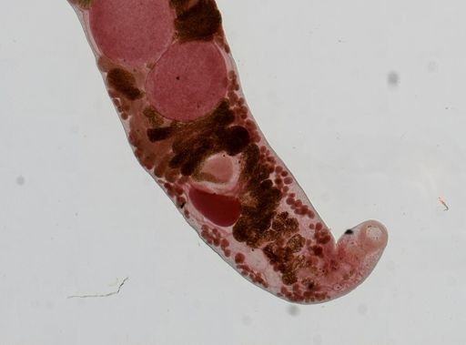 Haematoloechus medioplexus
