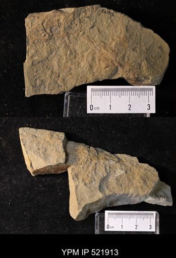 undet. Brachiopoda