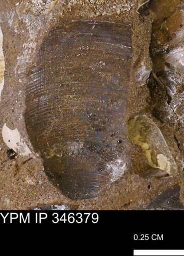 Limopsis striatopunctatus